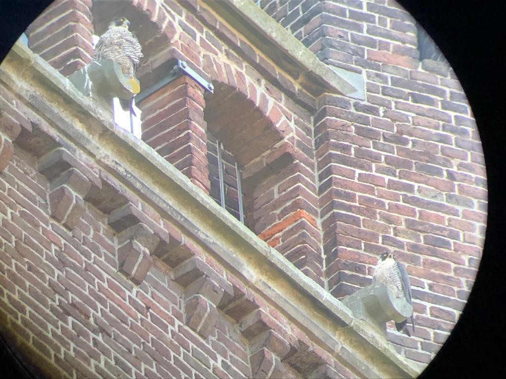 Slechtvalken op de Steenwijker Toren