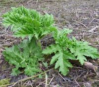 Reuzenberenklauw, jonge plant