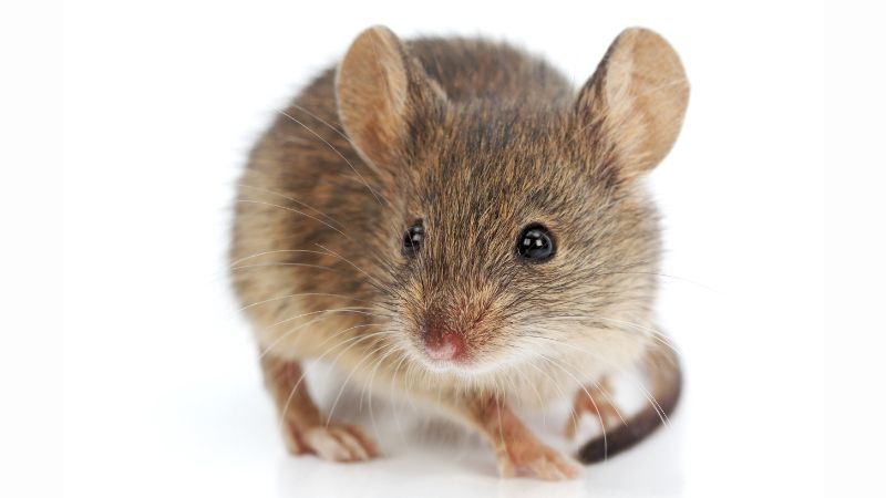 Huismuis