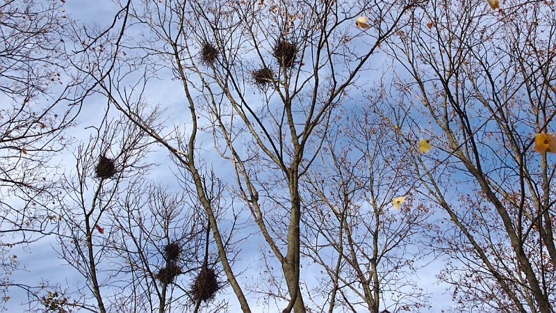 Nesten van roeken in de bomen