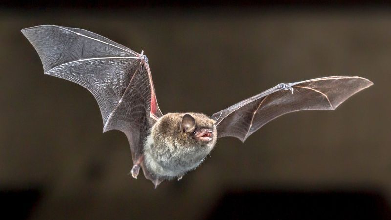 Vleermuis