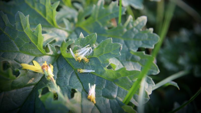 Blad van jakobskruiskruid