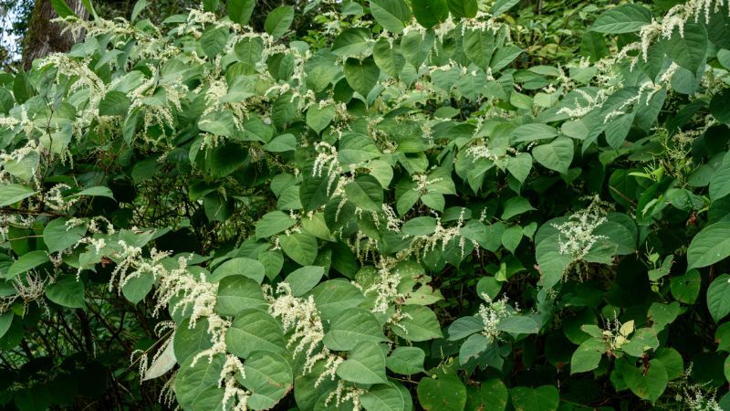 Japanse duizendknoop
