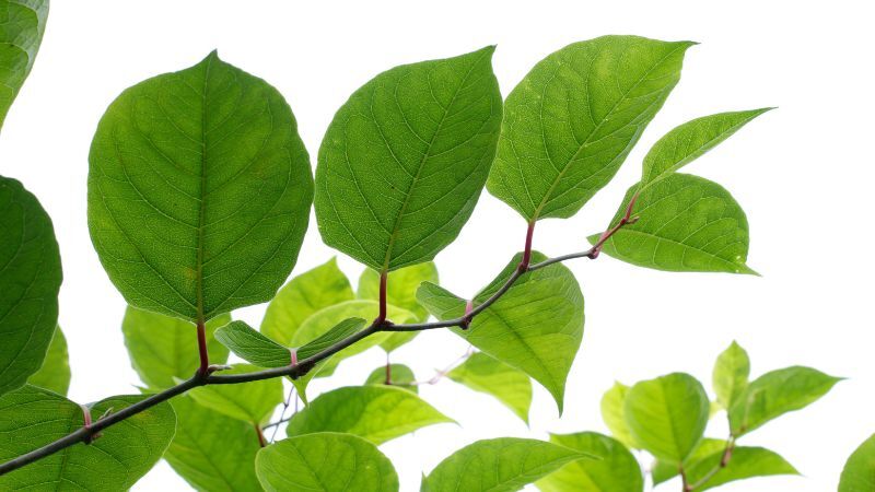 Japanse duizendknoop: stengel en blad