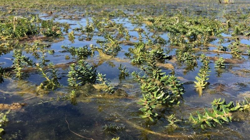 Ongelijkbladig vederkruid