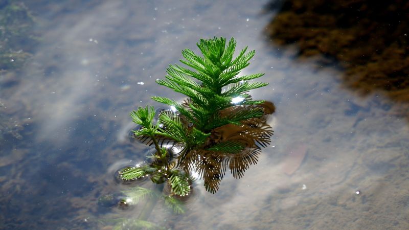 Parelvederkruid in het water