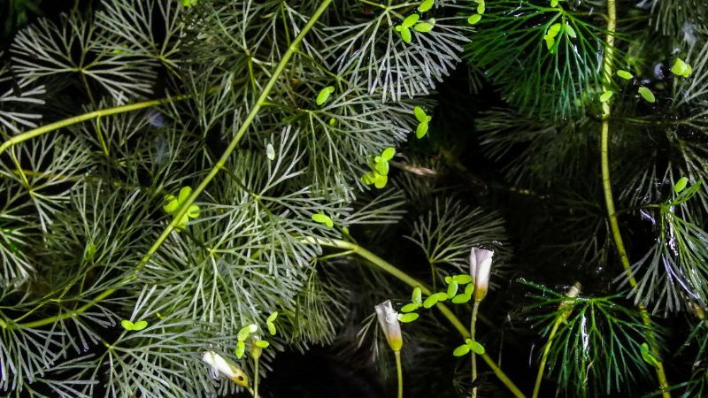 Waterwaaier: detail van het blad