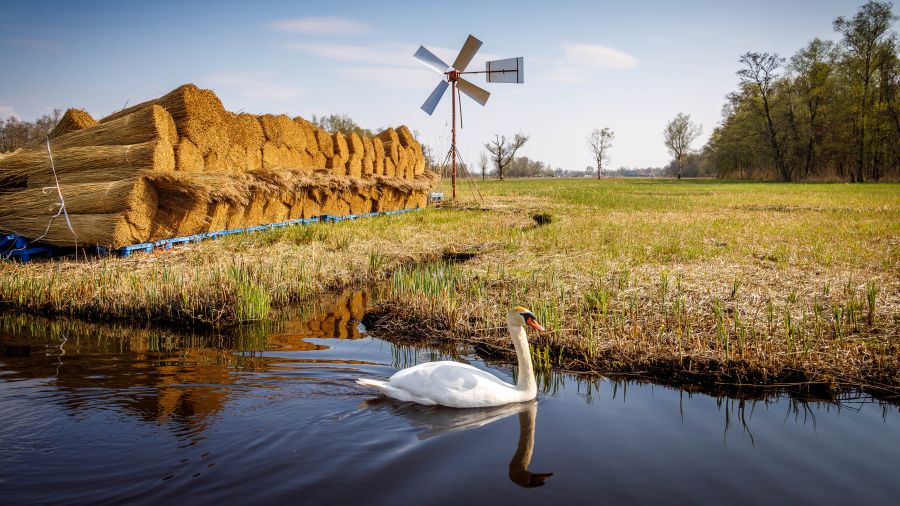 Bundels met riet in de Weerribben