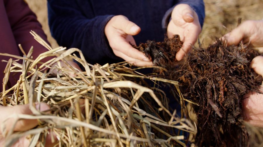 Handen gevuld met maaisel van riet en potgrond