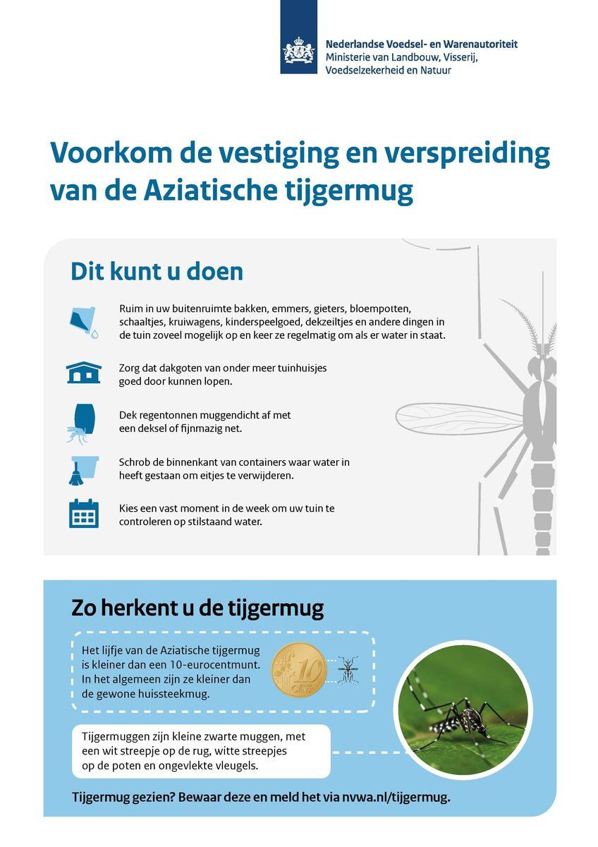 Tijgermug flyer